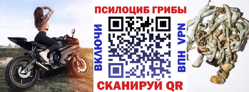 купить наркотик  Мосальск  Псилоцибиновые грибы GOLDEN TEACHER 